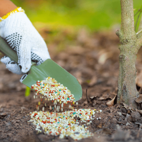 Tree Nutrition & Fertilization Lakewood
