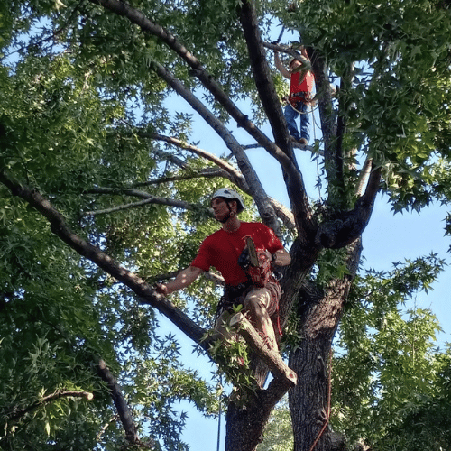 tree pruning Dallas