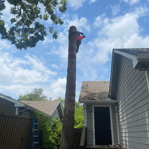 tree removal Lower Greenville