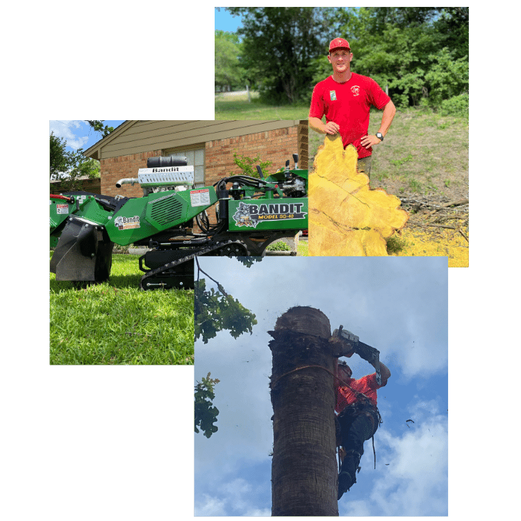 tree removal Lower Greenville