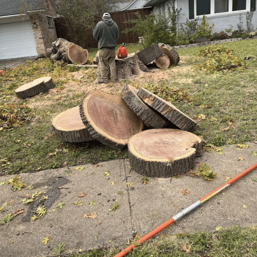 tree service Dallas