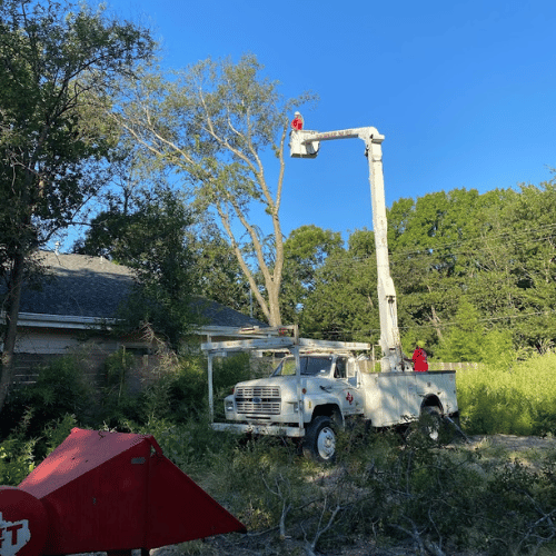 tree service Dallas