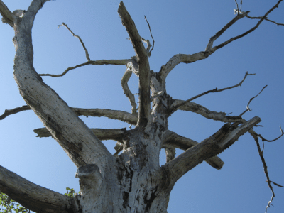 6 Signs That Your Tree is Dead