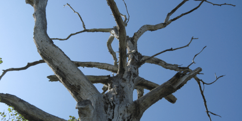 6 Signs That Your Tree is Dead