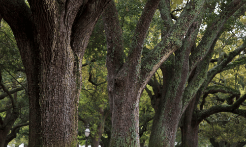 6 Simple Steps to Treat Oak Wilt in Dallas, Texas