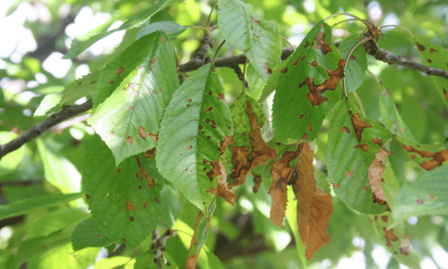 Common Texas Tree Diseases & Pests: Identification & Control