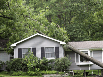 Guide for Fallen Tree Removal in Dallas Neighborhoods