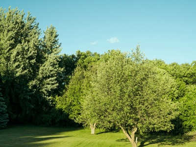 How to Care For and Maintain Trees in Your Backyard