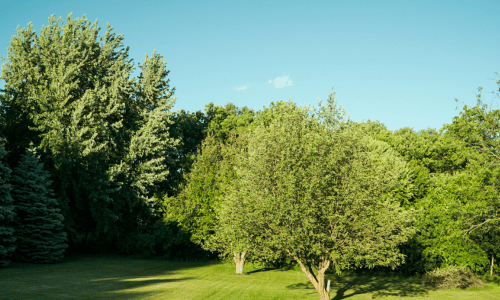 How to Care For and Maintain Trees in Your Backyard