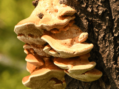 Natural Defenses Against Tree Diseases and Fungi