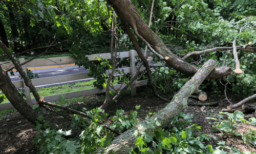 Navigating Fallen Tree Removal Responsibilities in texas