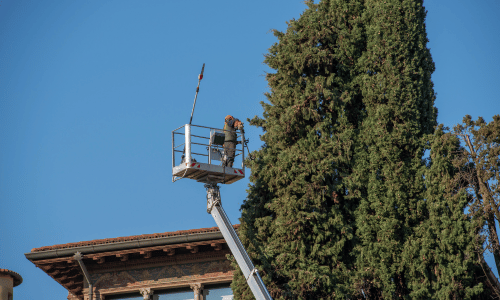 Pruning vs. Topping: Differences and Best Practices