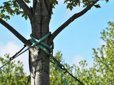 The Science and Significance of Cabling & Bracing Weak Trees
