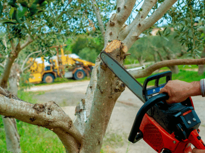 Top 5 Mistakes to Avoid When Pruning Your Trees