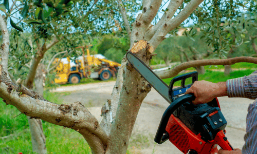Top 5 Mistakes to Avoid When Pruning Your Trees