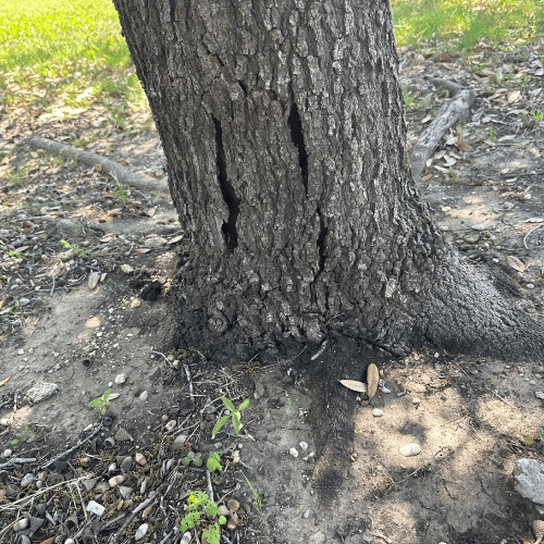 Tree Disease & Fungus Highland Park