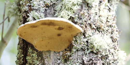 Tree Fungal Infections: Understanding Causes and Treatments