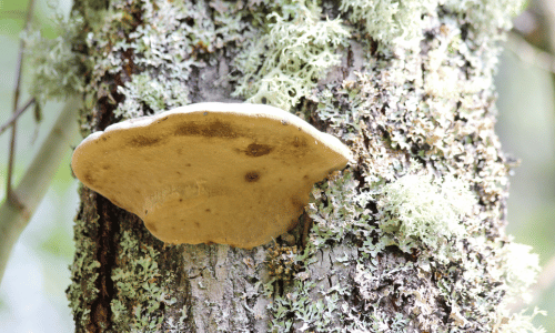 Tree Fungal Infections: Understanding Causes and Treatments