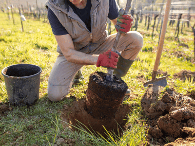 Tree Planting: Techniques for Thriving Growth and Beauty
