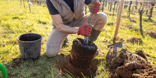 Tree Planting: Techniques for Thriving Growth and Beauty