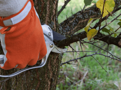 Understanding Tree Pruning Techniques