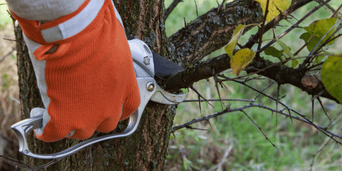 Understanding Tree Pruning Techniques