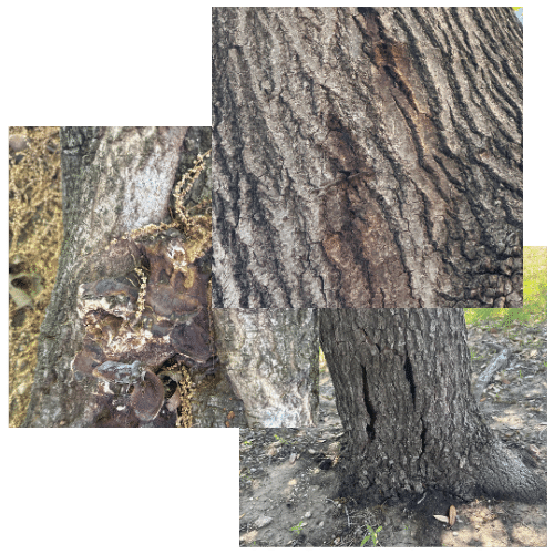 tree disease lakewood