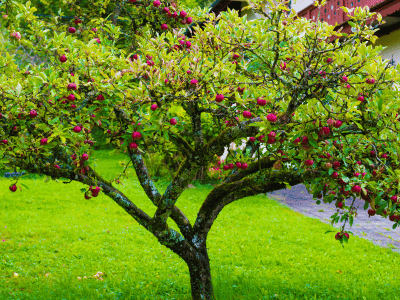 Choosing the Right Trees for Small Gardens in Dallas