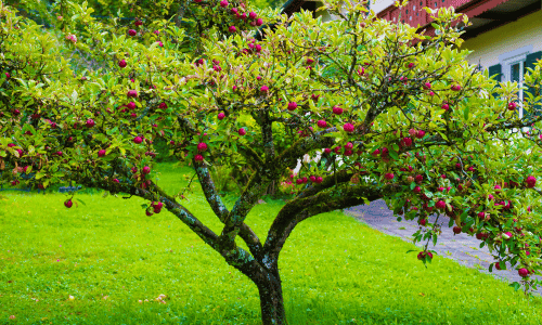 Choosing the Right Trees for Small Gardens in Dallas