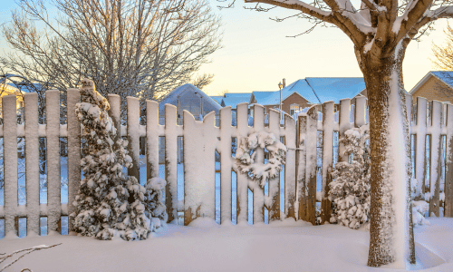 Practical Tips for Winter Tree Care and Protection