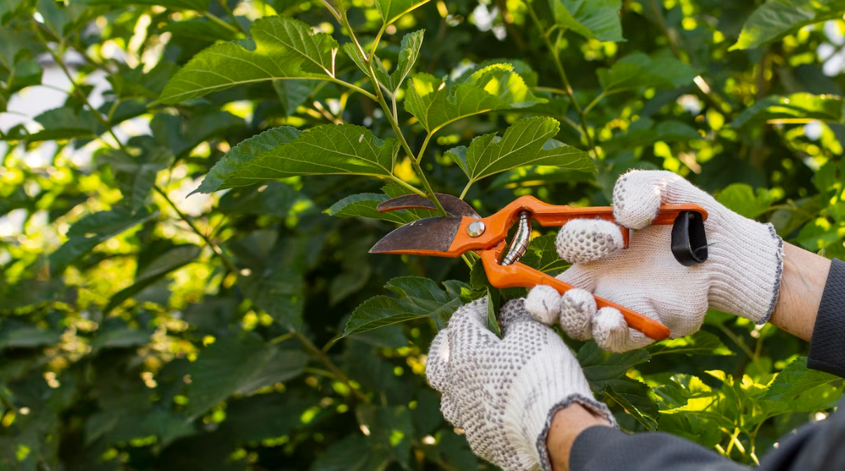 Professional Tree Pruning Services in Dallas, TX