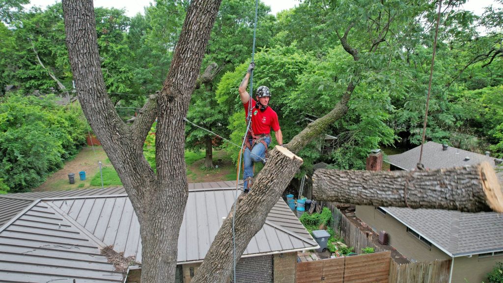 Tree Cabling and Bracing