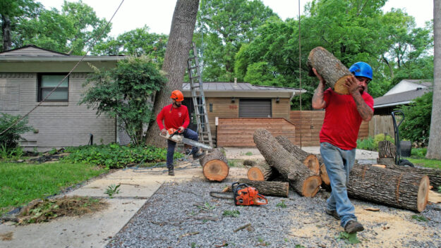 tree pruning in Dallas tree service
