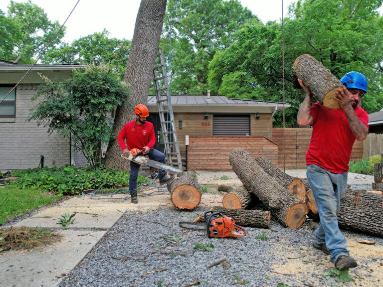 tree pruning in Dallas tree service