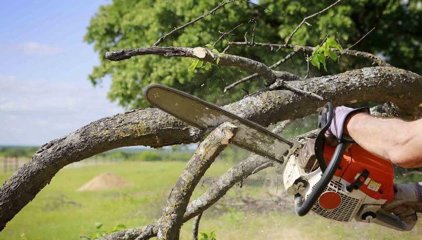 Tree Service Dallas