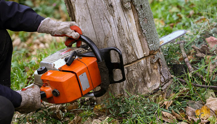 Tree Service in Dallas