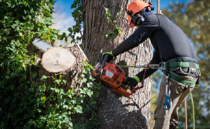 Tree Trimming Dallas