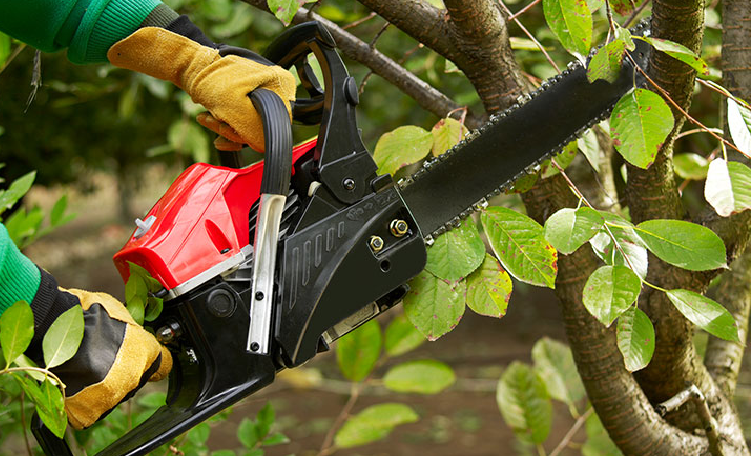 Tree Trimming in Dallas