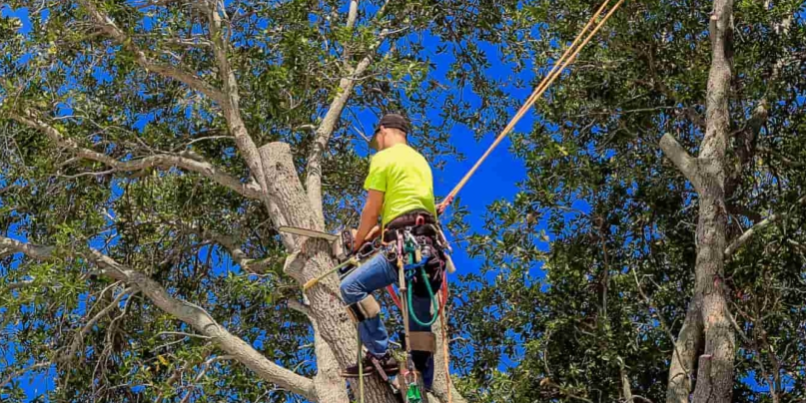 Tree service dallas