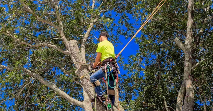 Tree service dallas