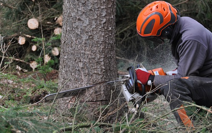 Arborist in Dallas