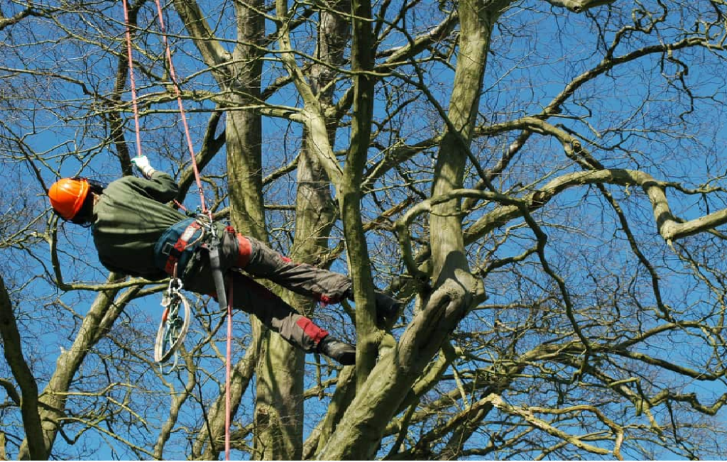 Arborist in Dallas