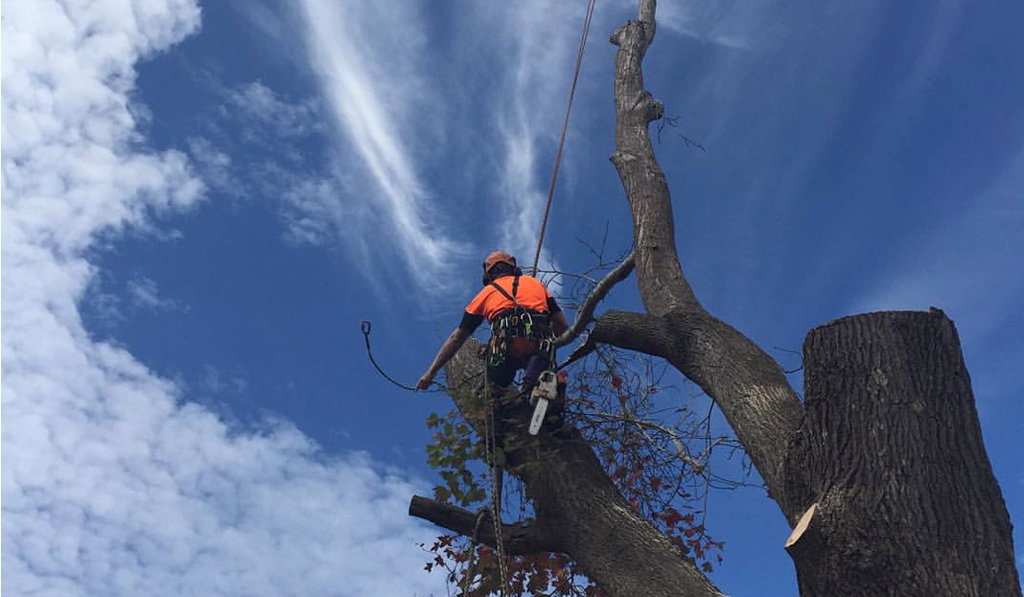 Arborist in Dallas