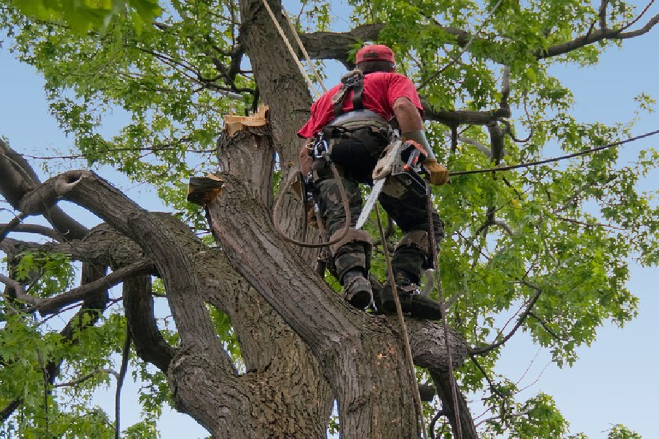 Arborists in Dallas