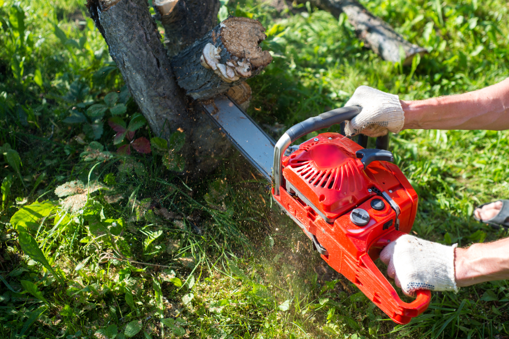 Dallas Tree Service