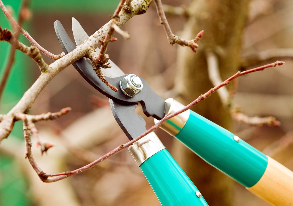 Tree Care and trimming