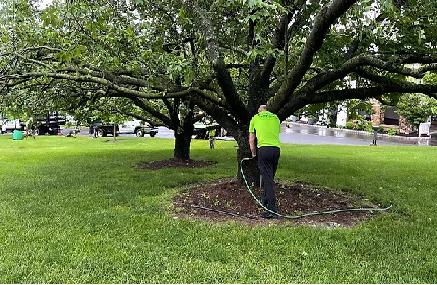 Tree Fertilization Dallas