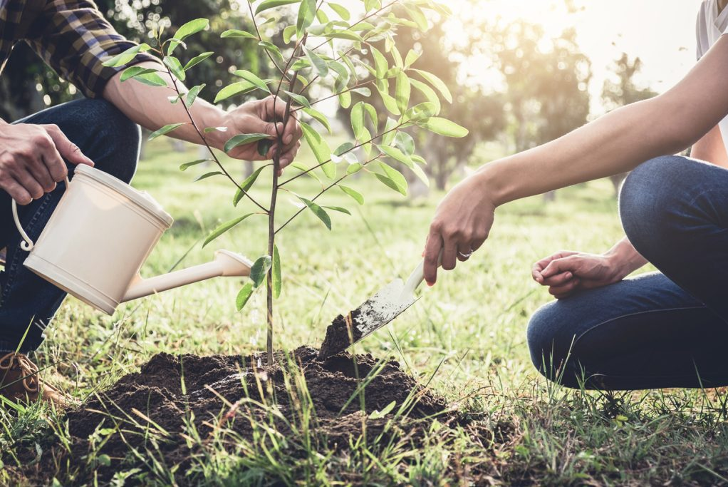 Tree Fertilization