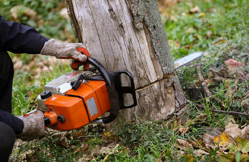 Tree Service Dallas