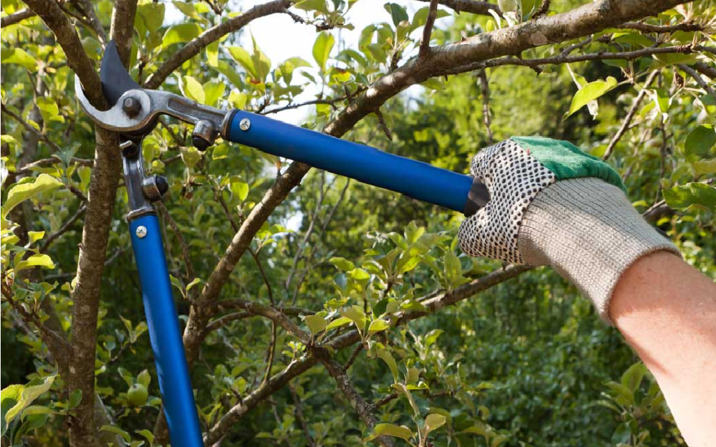 Tree Trimming Dallas